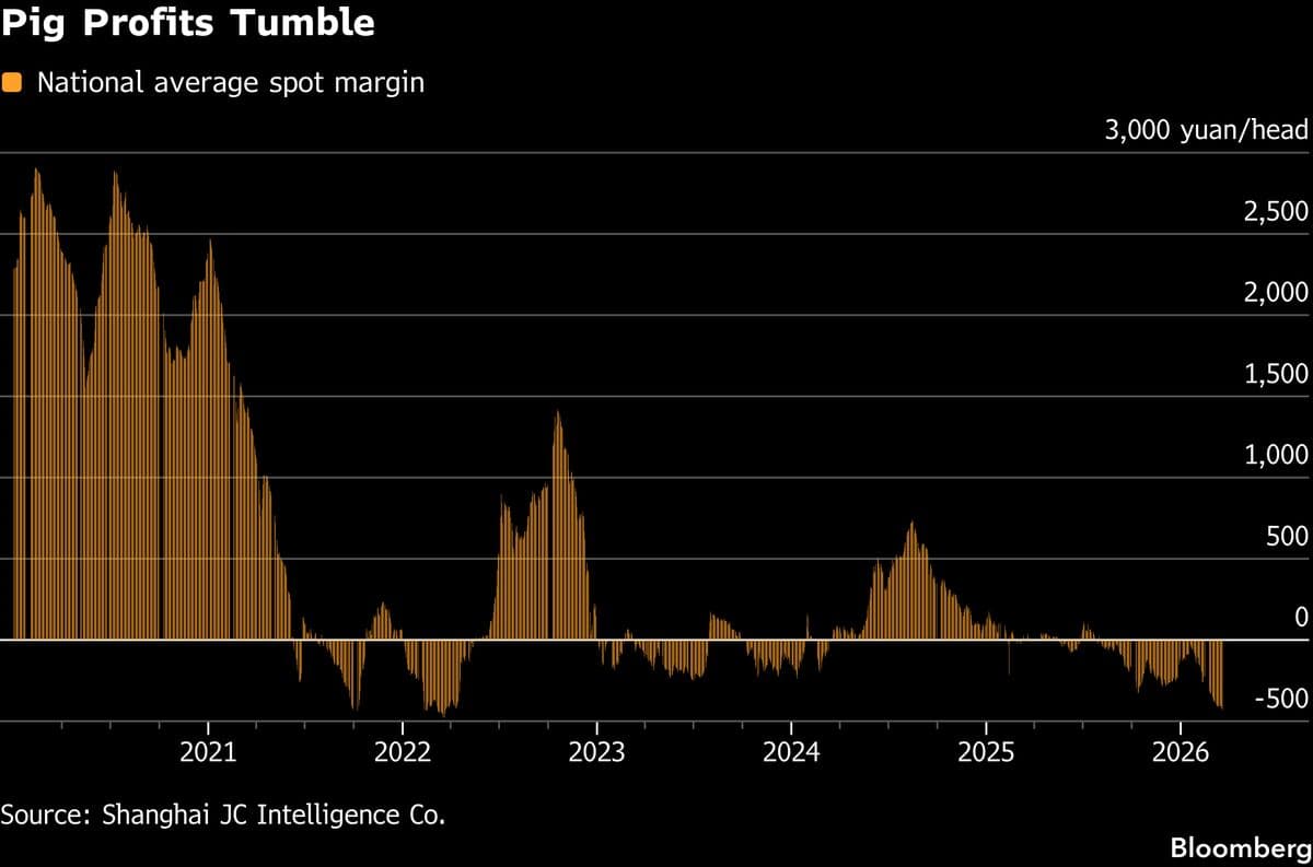 Chinese Pig Prices Hit 15-Year Low as War Costs Worsen Margins