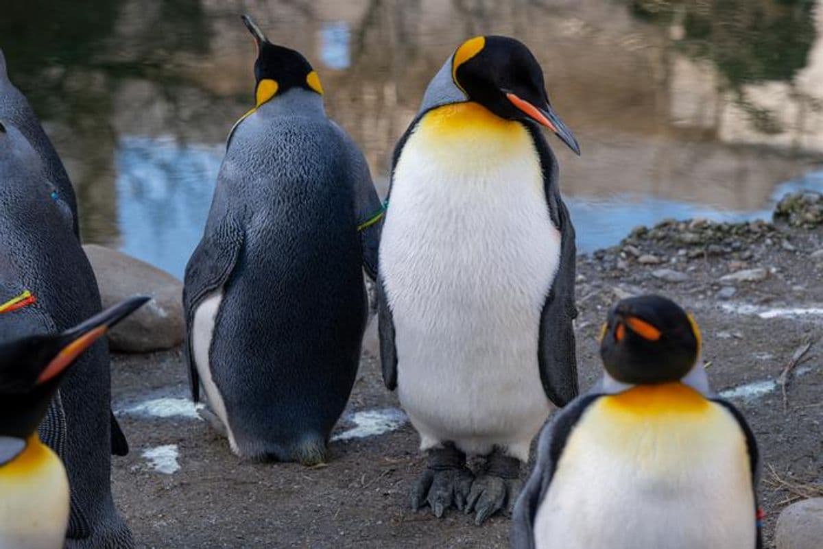 Like Modern Humans, Penguins in Captivity Are Living Longer — but Show Signs of Aging Faster