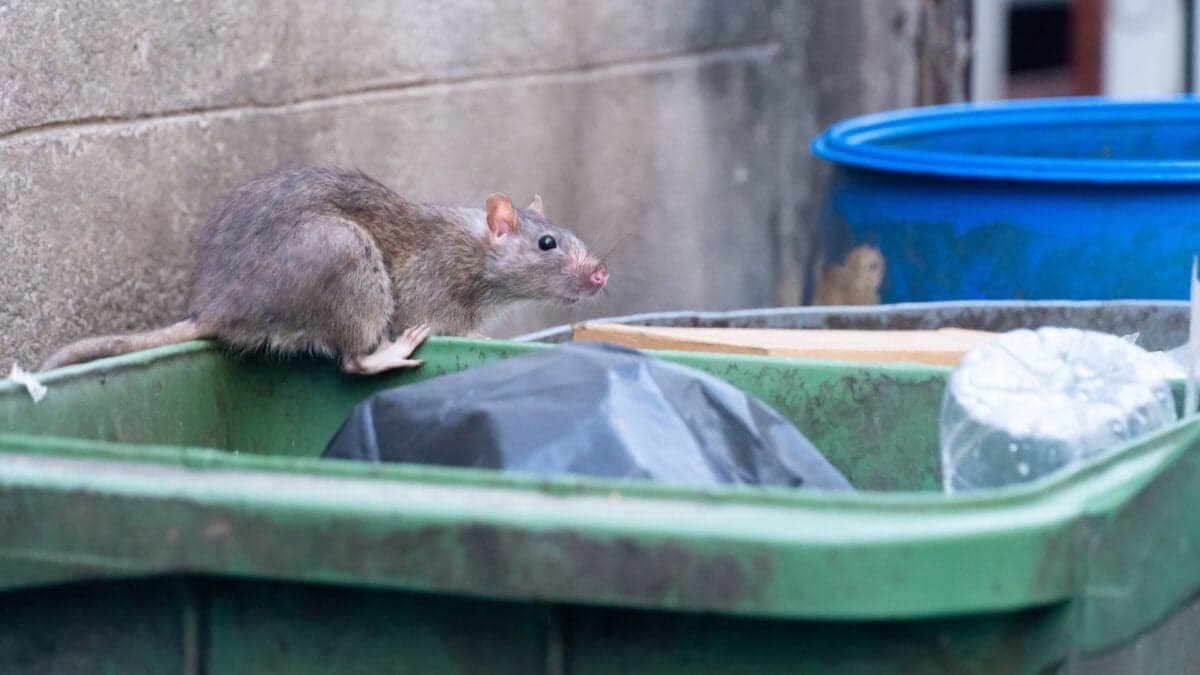 The Not-So-Simple Truth About Rats, Roaches, and the Other Urban ‘Pests’ We Made