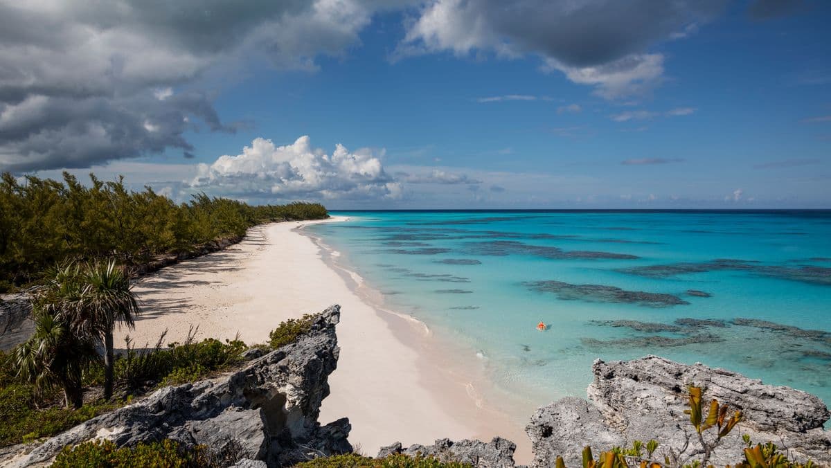 Shark in holiday hotspot 'tests positive for cocaine' for first time ever