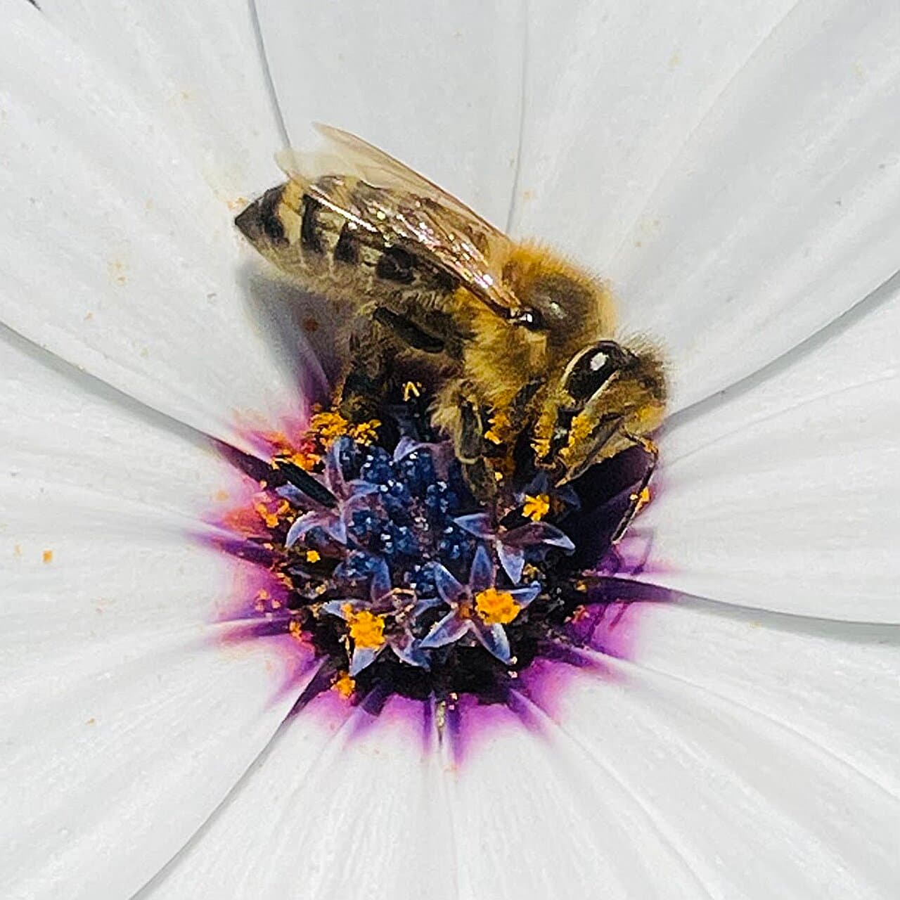 The 'silent takeover': Invasive bees are reshaping Chile's unique pollination networks