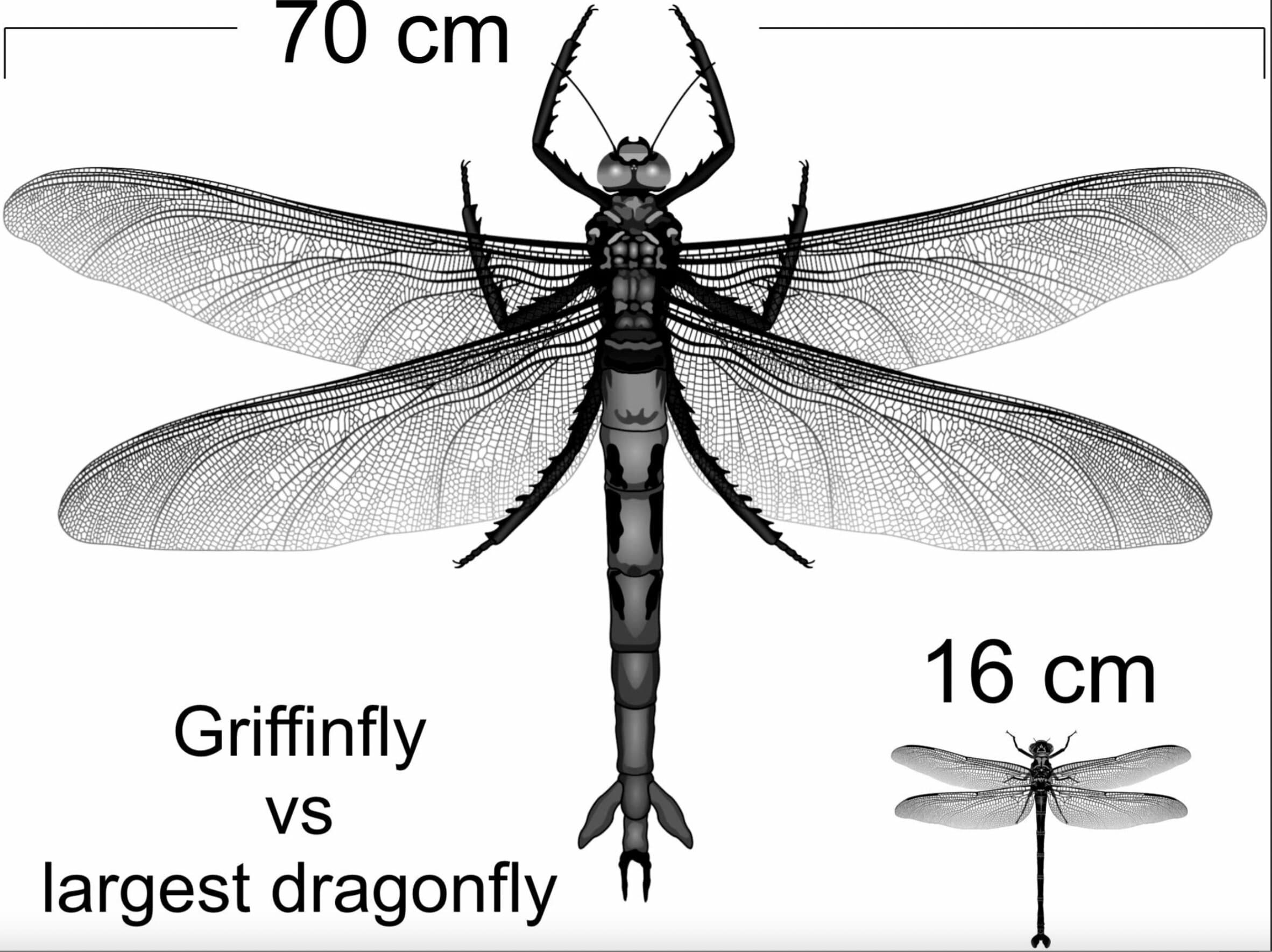 Massive insect body size 300 million years ago may not have been due to high atmospheric oxygen
