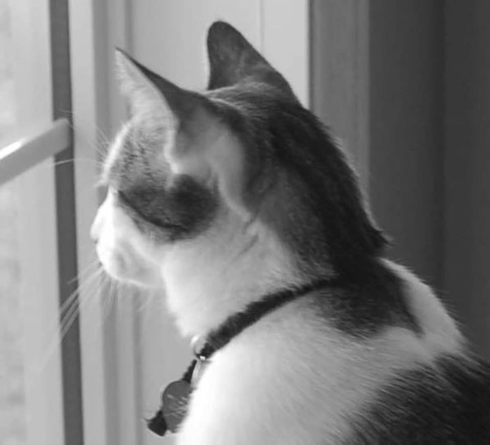 Opinion: Bill Walton, Calls grow to scrap school board elections as trustees face renewed scrutiny