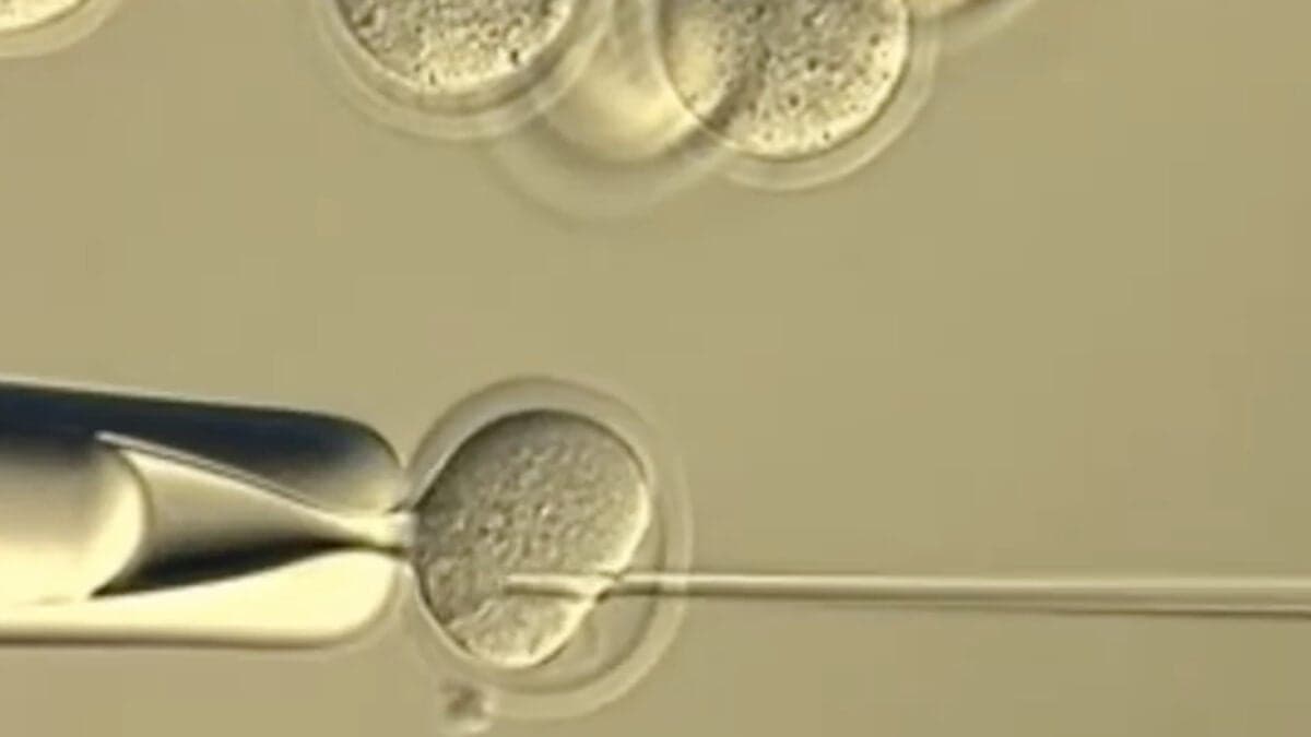 Scientists Tried to Clone Clones Forever. It Didn’t End Well