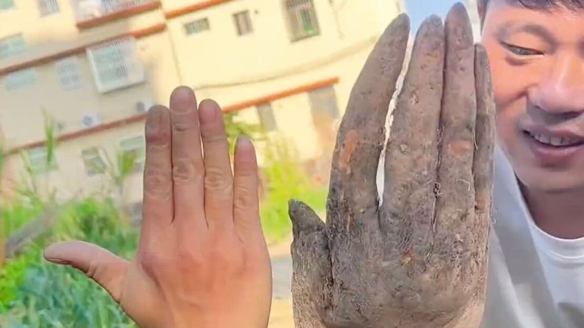 Farmer baffled after digging up creepy hand-shaped vegetable with 'fingernails'
