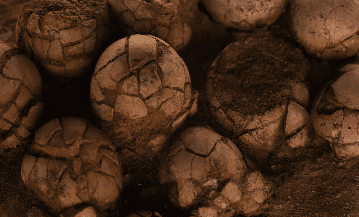 Hidden For Millions Of Years, These Tiny Fossil Eggs Could Rewrite The Origin Story Of Birds