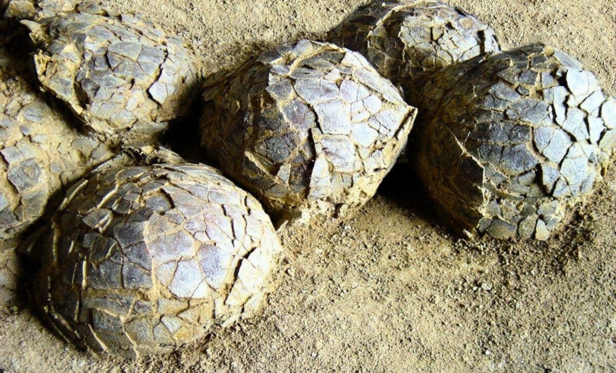 Buried for 70 Million Years, Paleontologists Discover Hundreds of Dinosaur Eggs From Multiple Species in One Ancient Ground