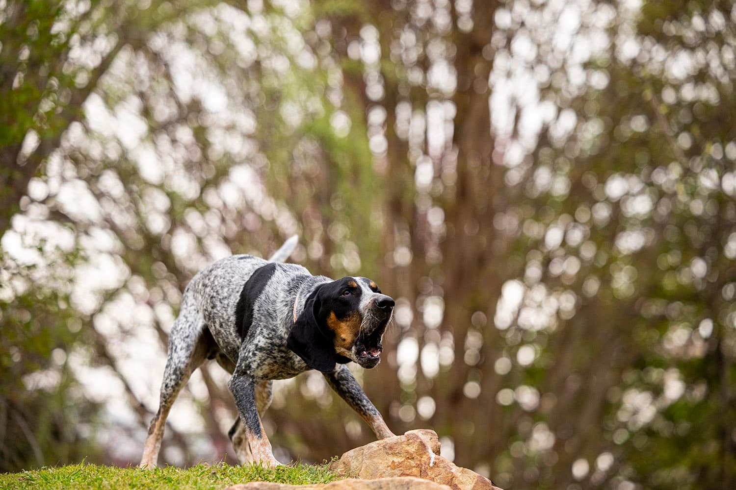 Smokey XII Joins the Tennessee Volunteer Family