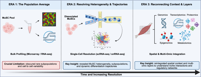 Transcriptomic advances in studies of muscle stem cell aging: From bulk to single-cell and beyond – Cell Research