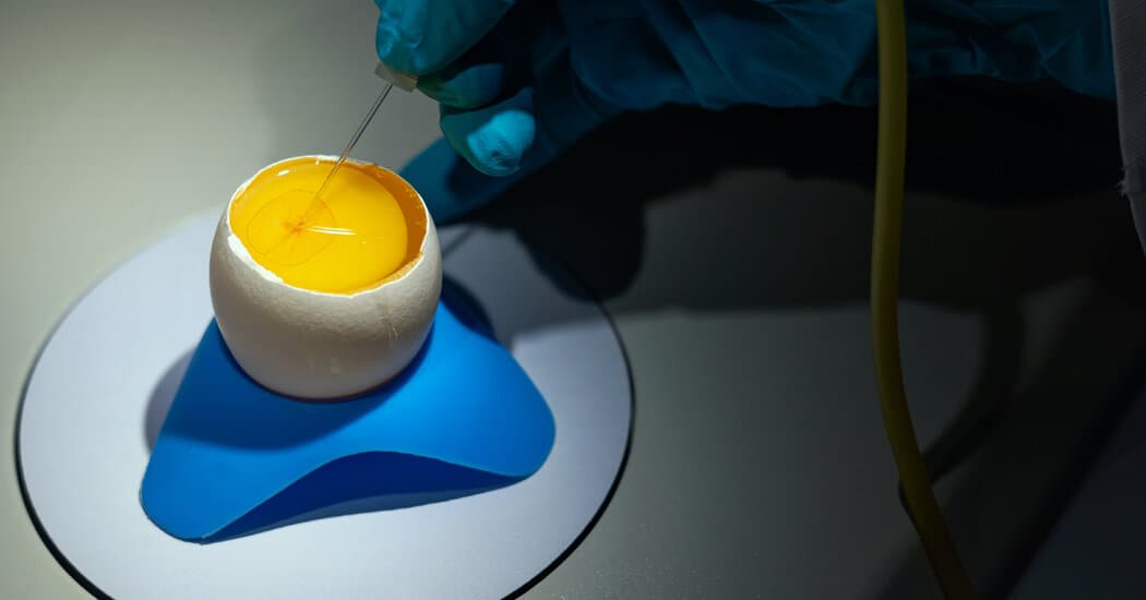 How to Turn a Chicken Egg Into a Drug Factory