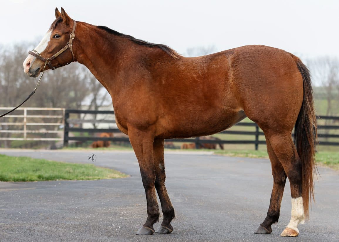 Frankfort Park Farm Brings Home Half-Sister To 'Rising Star' Englishman